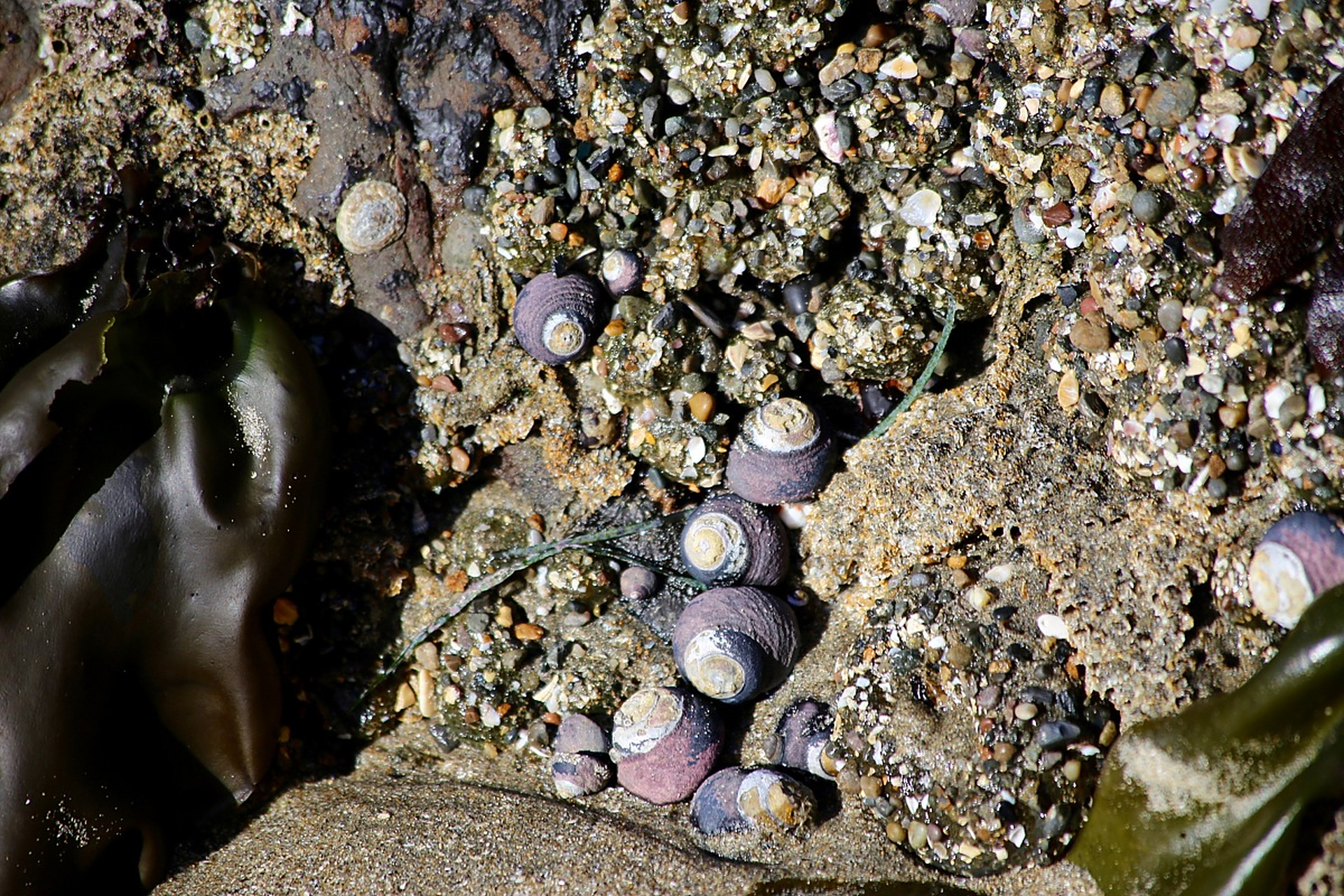 藤壶是小型节肢动物,通常附着在坚硬的表面上,例如岩石,船体,甚至海洋