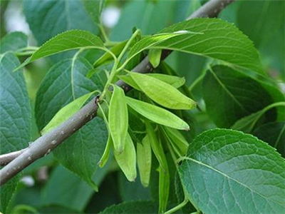 枸杞,杜仲等药用部位,及种植技术