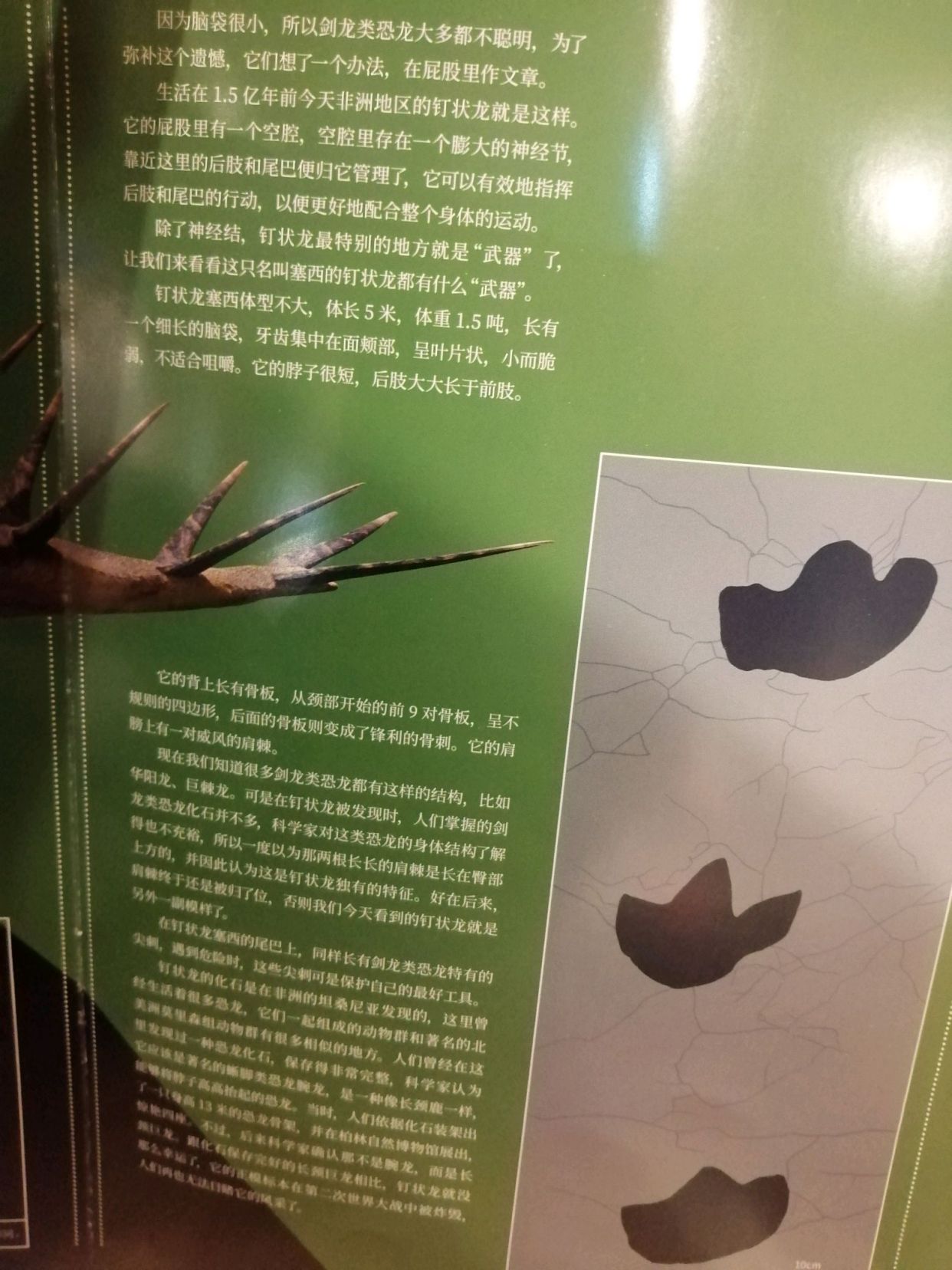 一起来了解吃素的恐龙的发展历程吧