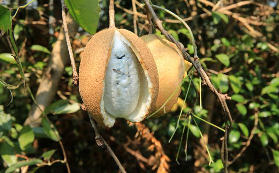 这种野果已经成熟了,农村娃都吃过,看着十分恶心,味道却美极了