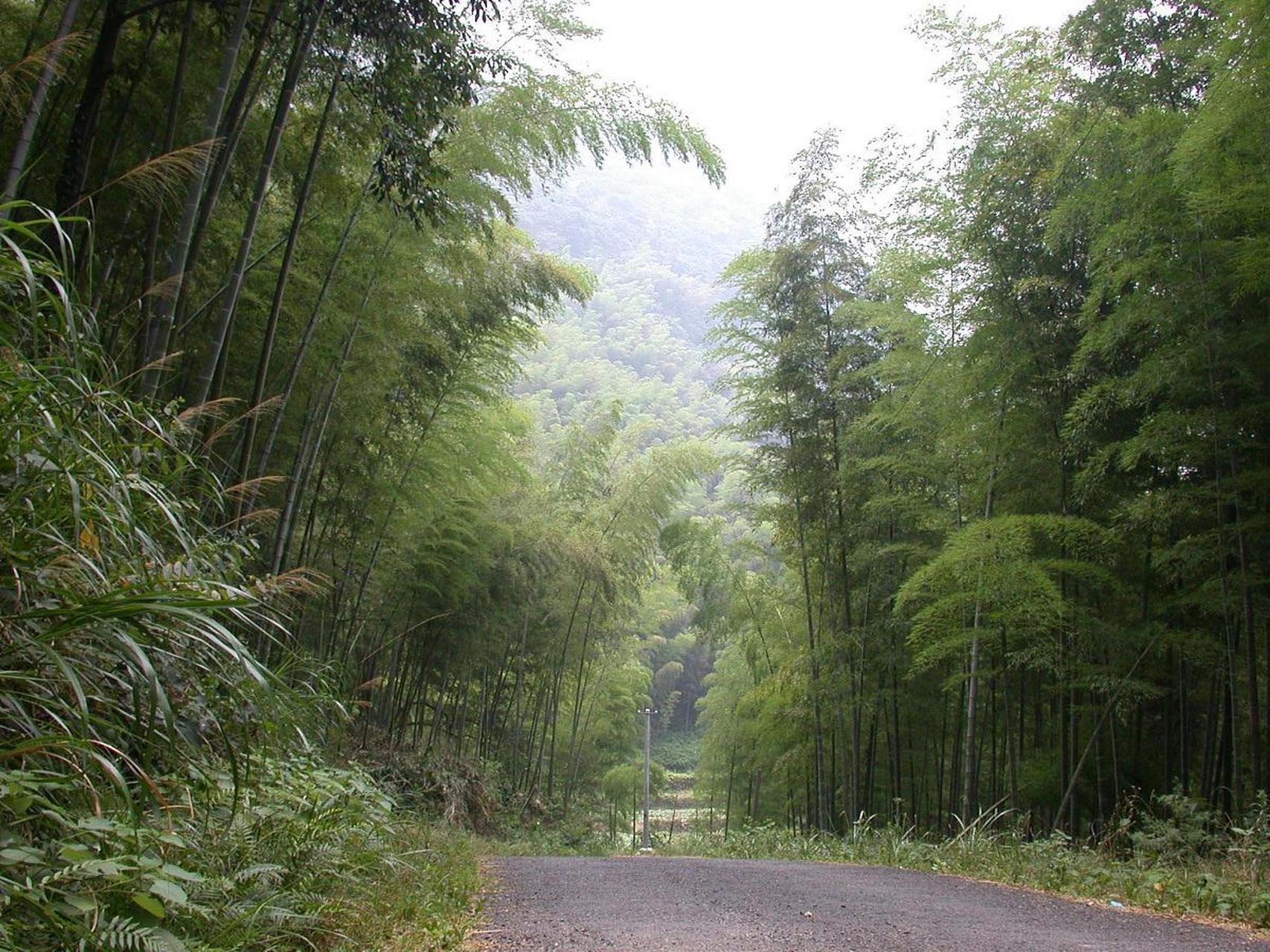 永川的茶山竹海,我的心灵驿站  在我心中,永川区的茶山竹海仿佛是一个