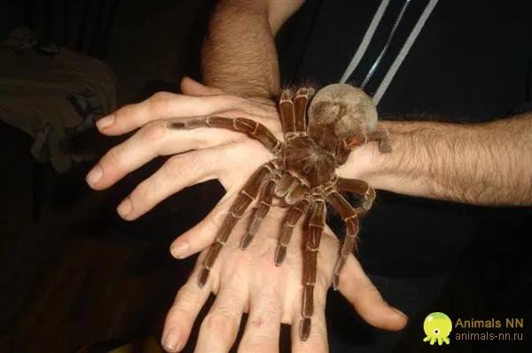 神秘的"人面蜘蛛",它的原型到底是什么?