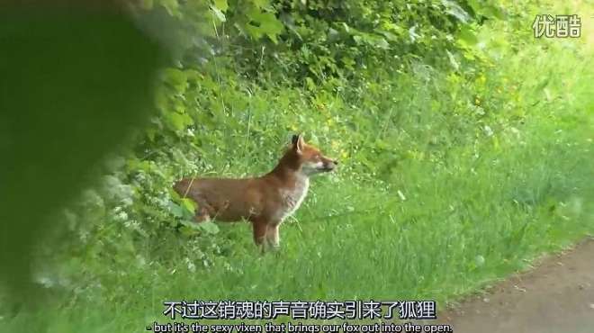 [图]老外在公园用机器吸引狐狸，这些野生动物在公园里随处可见！