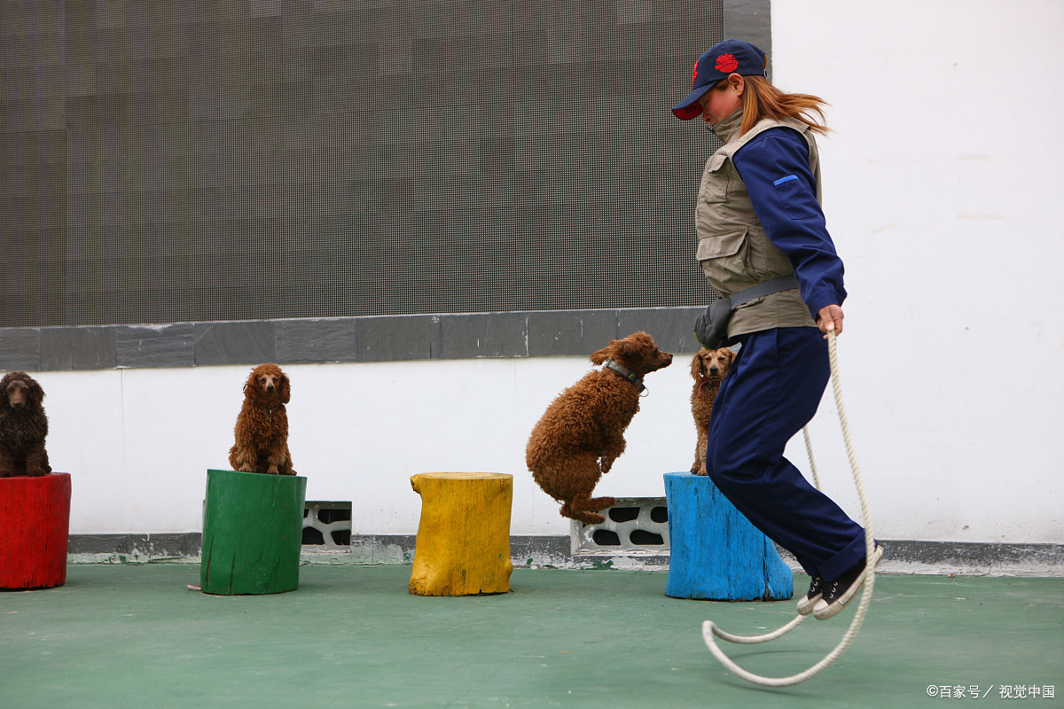 奇葩,狗狗齐齐跳绳,赢得掌声.这让我想到了啃老族