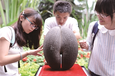 复椰子树种子图片图片