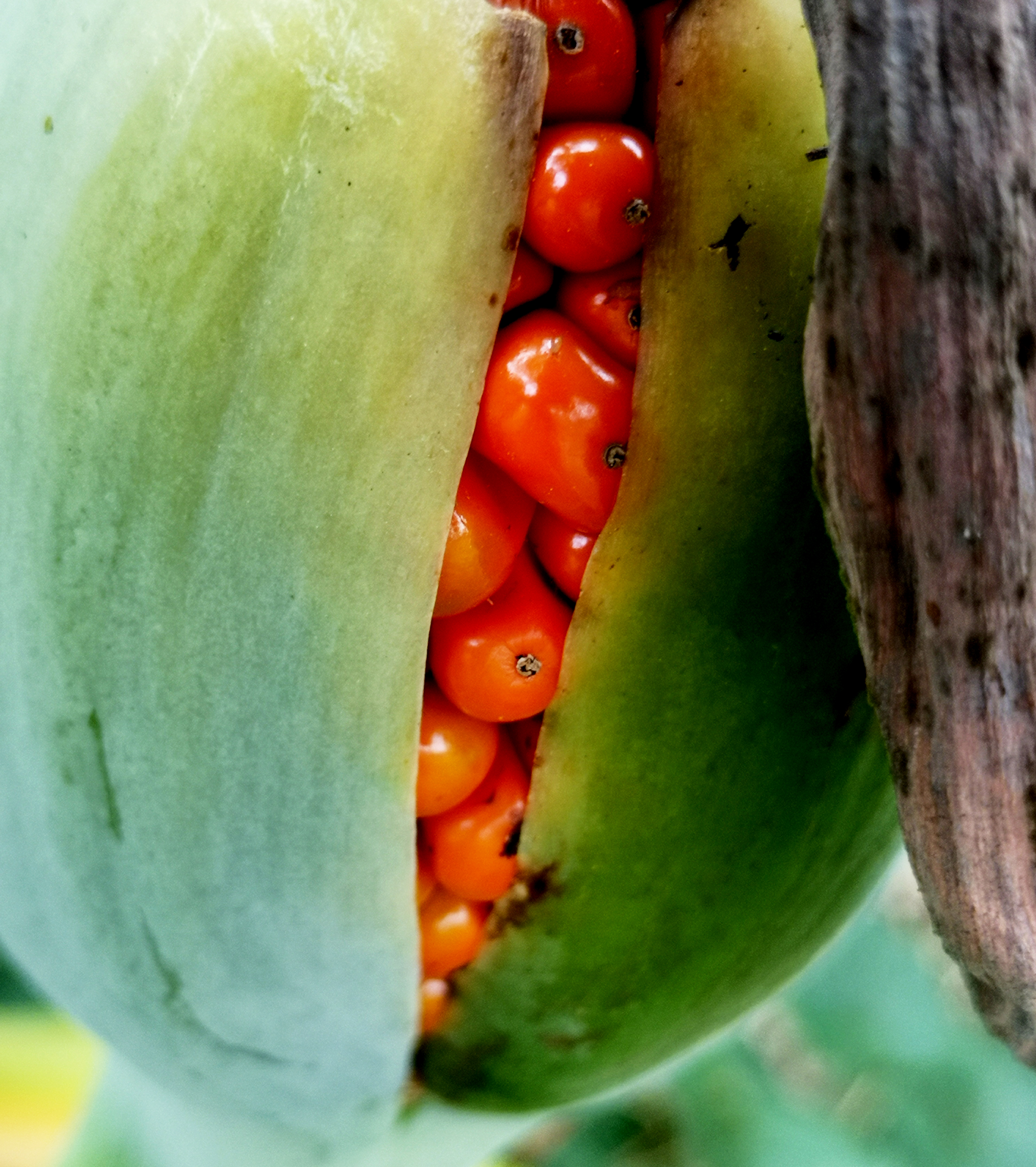 水观音植物果实一