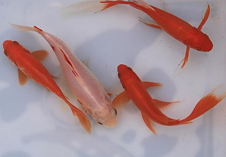 家中养鱼,控氨的四个方法您要注意