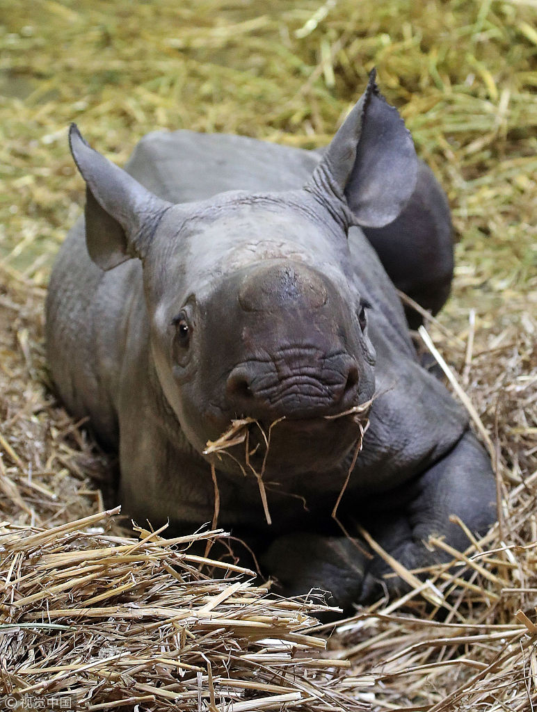 英国动物园两周大黑犀牛宝宝亮相 大耳朵超萌