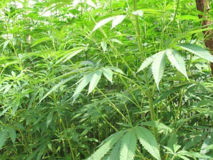 火麻- 热门商品专区