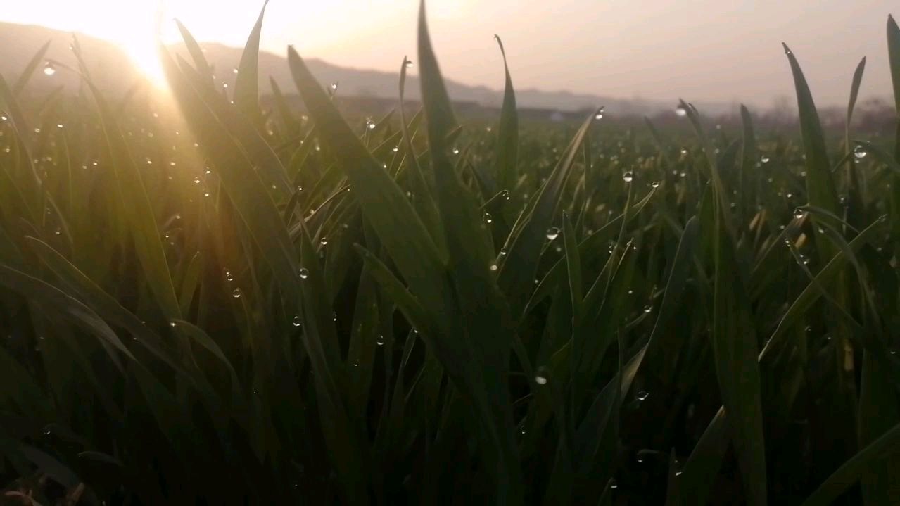 [图]春天的早晨,田地里到处是绿油油的,太漂亮了