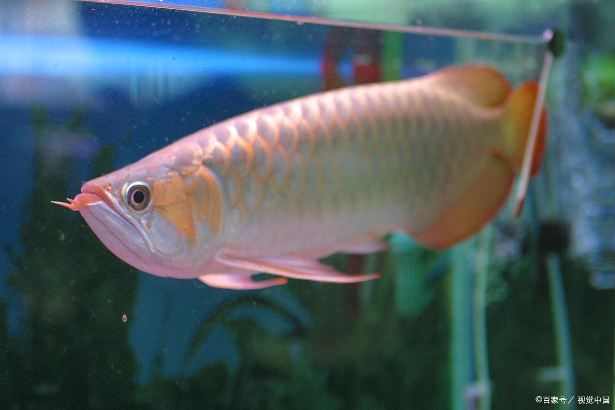 现在还有人减肥不敢吃肉?今天教你怎么选肉,减肥也可以放心吃