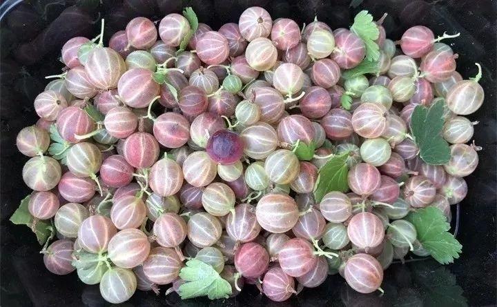 这花能结"水晶果",绿的酸红的甜,南北方都能种!