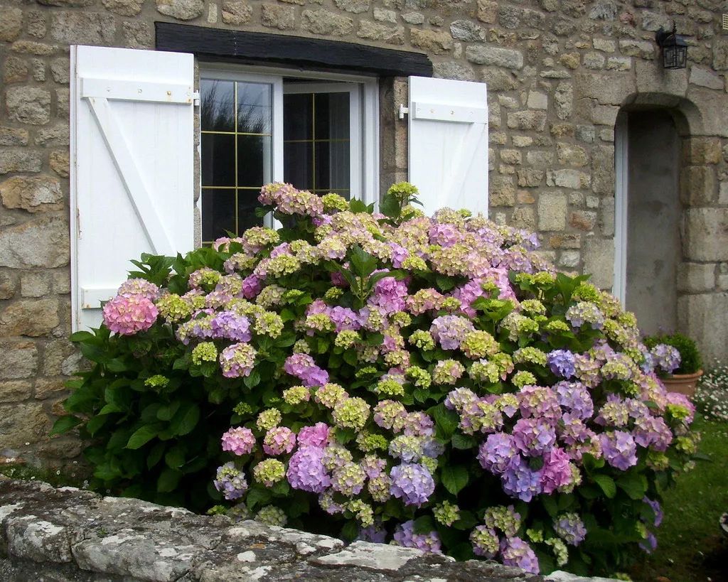 4种花不用管,自己就能长成大花球,超省事,花开还惊艳!