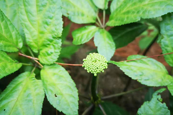 三七- 优质问答专区