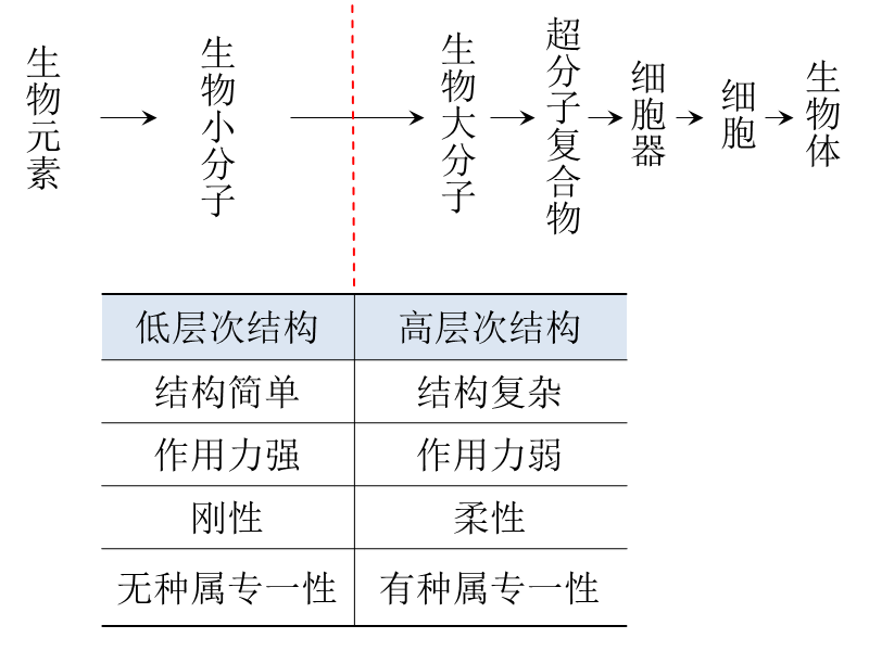 生化学家眼中的生物结构层次
