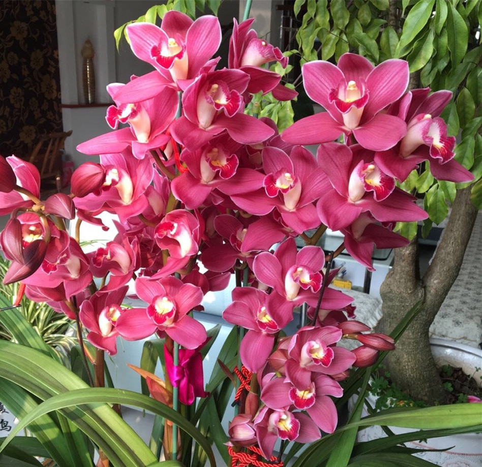 最畅销的盆栽年宵花,花开几个月,漂亮又喜庆,香气四溢,易养活