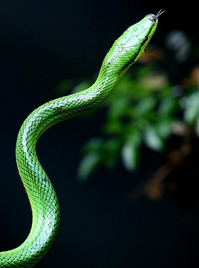 太极拳:"源于生活,高于生活"之"蛇行"(二十五)