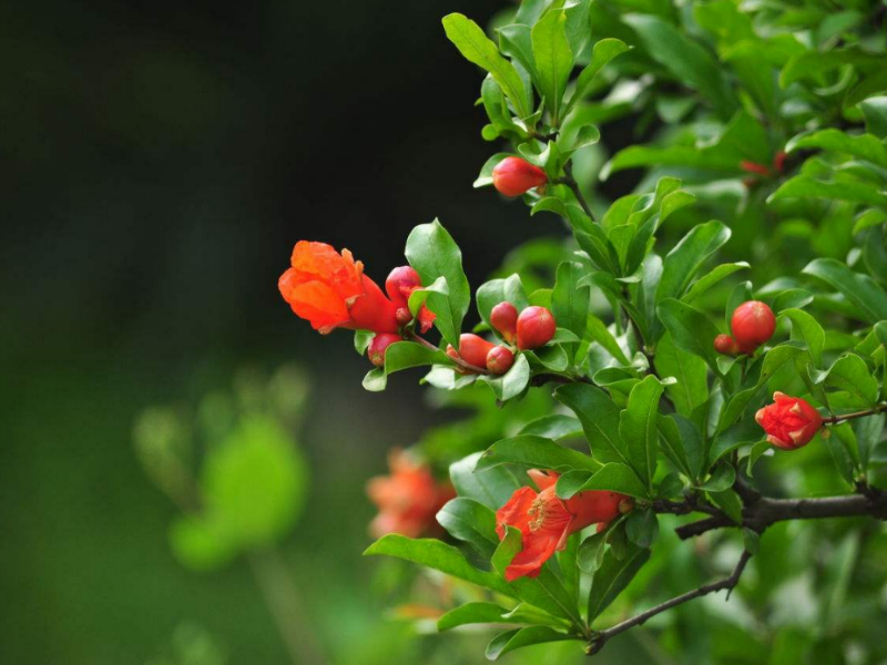 韩愈,描写石榴花高洁的品质,表达怀才不遇的感伤,与友人共勉