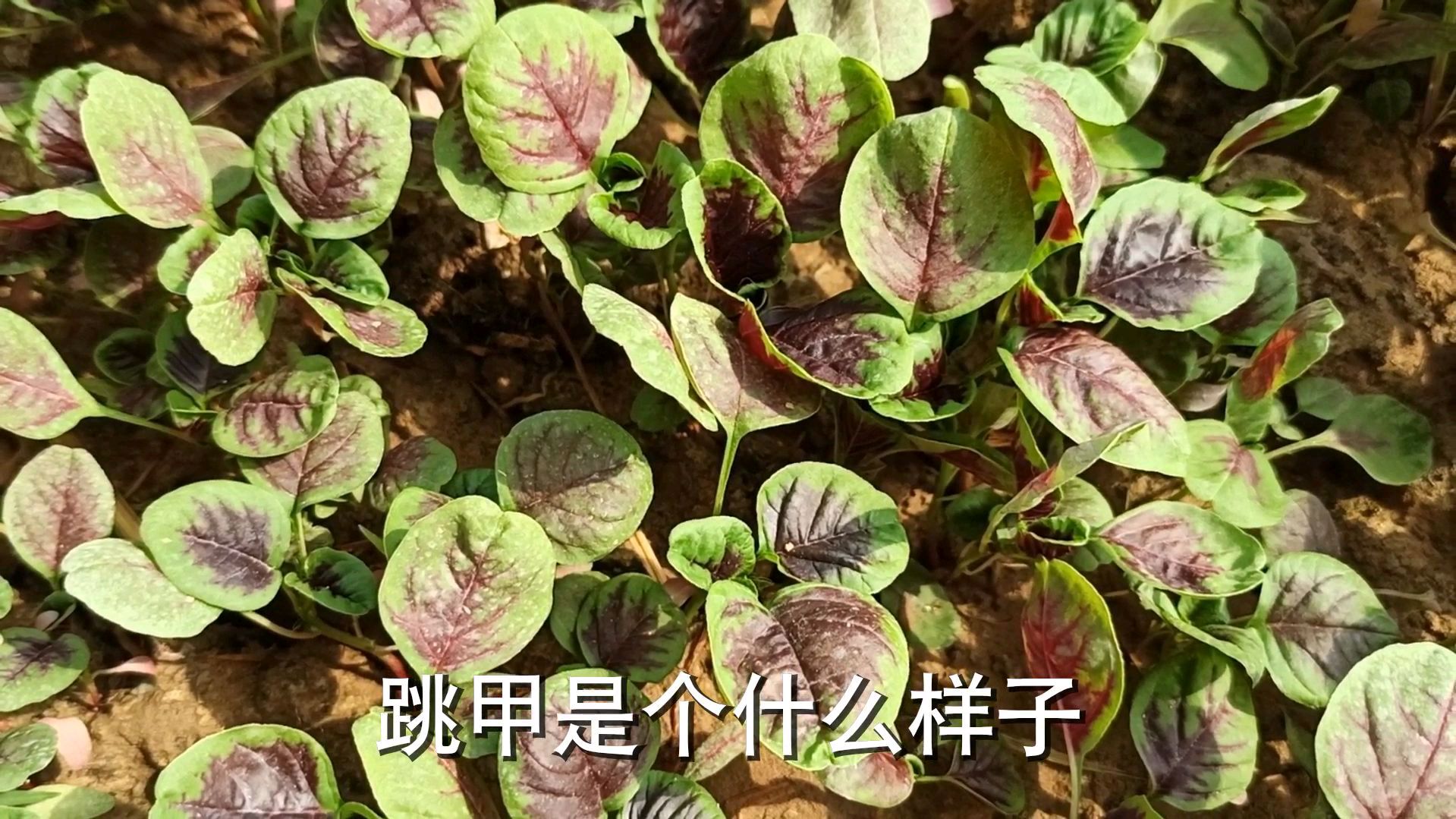 苋菜种植,苋菜卷叶病的防治方法,感兴趣的小伙伴们赶紧来看一看