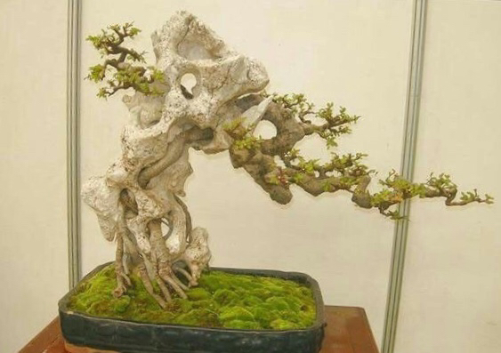 造型奇特美观,意境悠远的老桩盆景欣赏