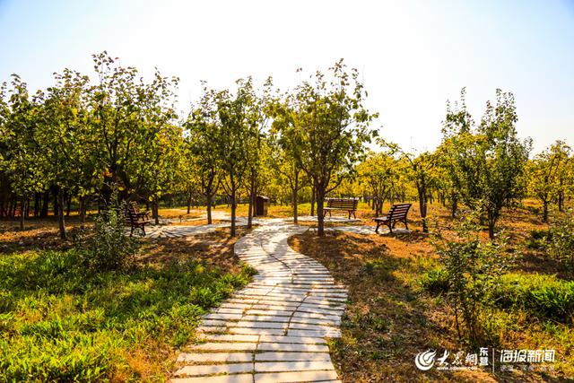 东营植物园图片