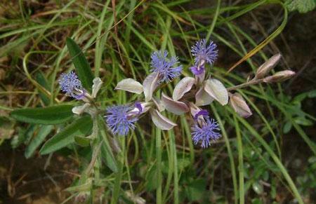 远志苗 - 热门商品专区