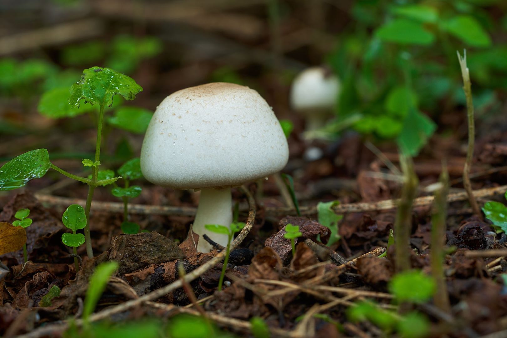 草原上的白蘑菇