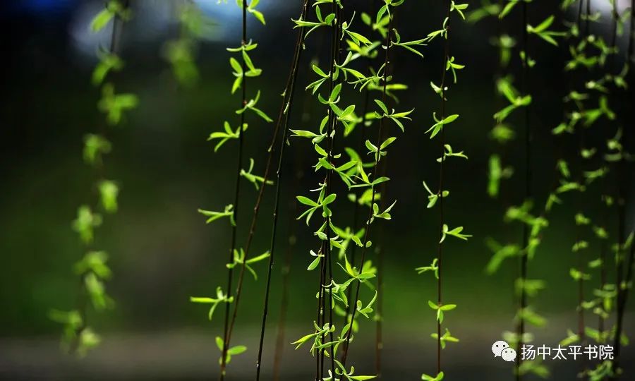 曹植《柳赋》