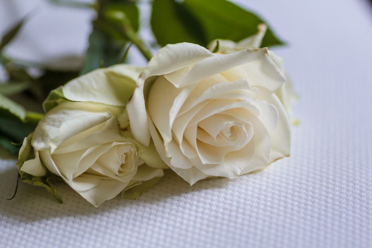 摘要: 白色带粉边玫瑰优雅高贵,成为花园中的瑰宝.