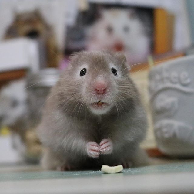 这是什么神仙美食,吃得仓鼠一脸惊讶