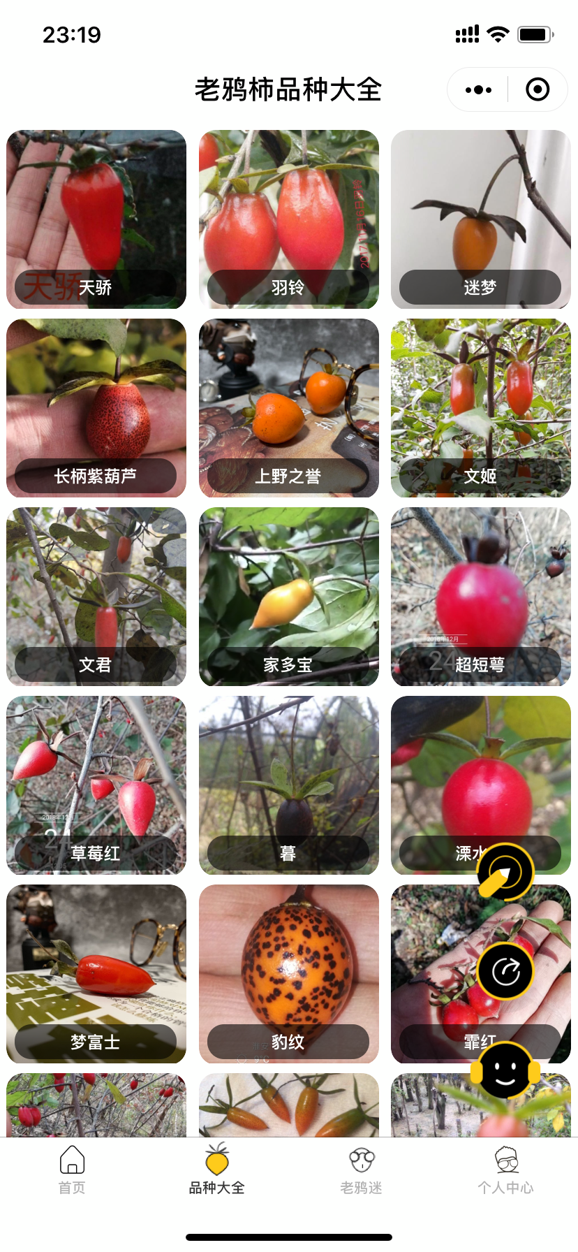 日本老鸦柿品种图册图片