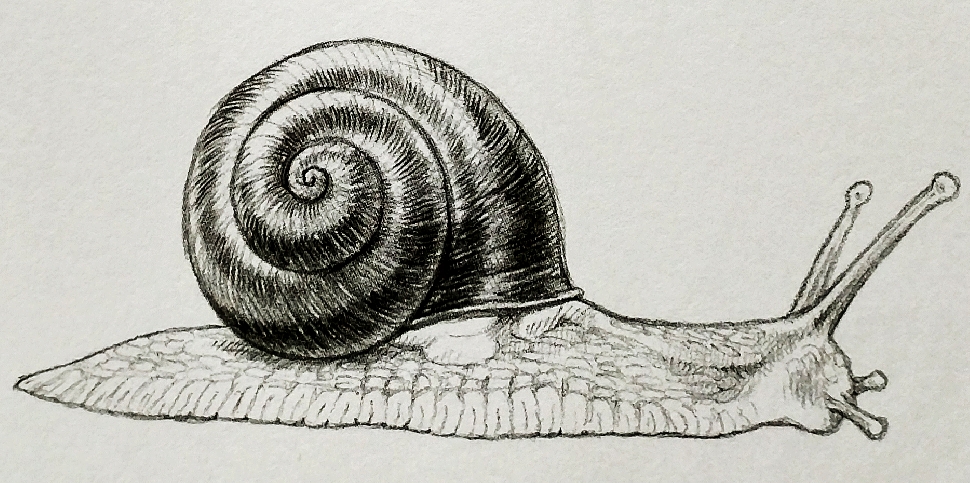 蜗牛素描小动物图片