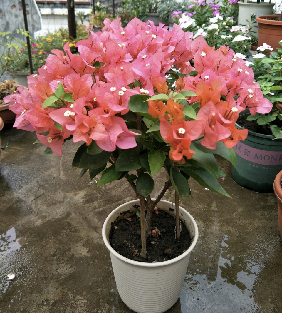 养三角梅,用上3招,100朵花一起开,养在哪里都是"小花园"