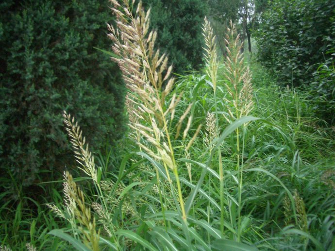 我国本来没有假高粱这种植物,这些植物传到我国是在20世纪80年代,那时