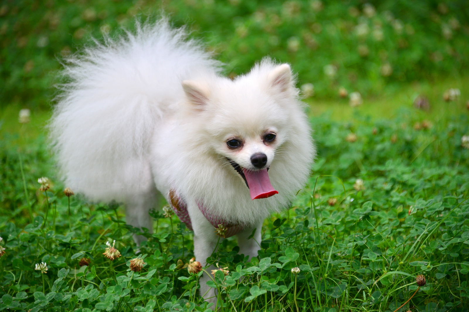 博美犬长相小巧玲珑,第一眼看上去有点像狐狸犬,性格较沉稳,非常友善