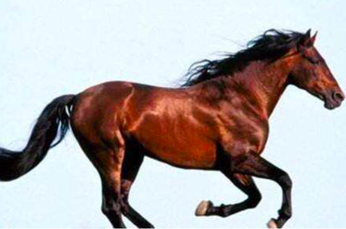 吕布战死,赤兔马神采奕奕,关羽被杀后,赤兔马为何绝食陪葬?