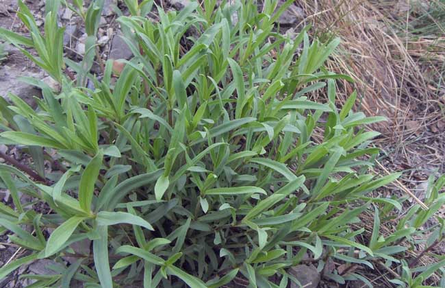 银柴胡的功效与作用!喜欢的赶紧收藏起来吧!