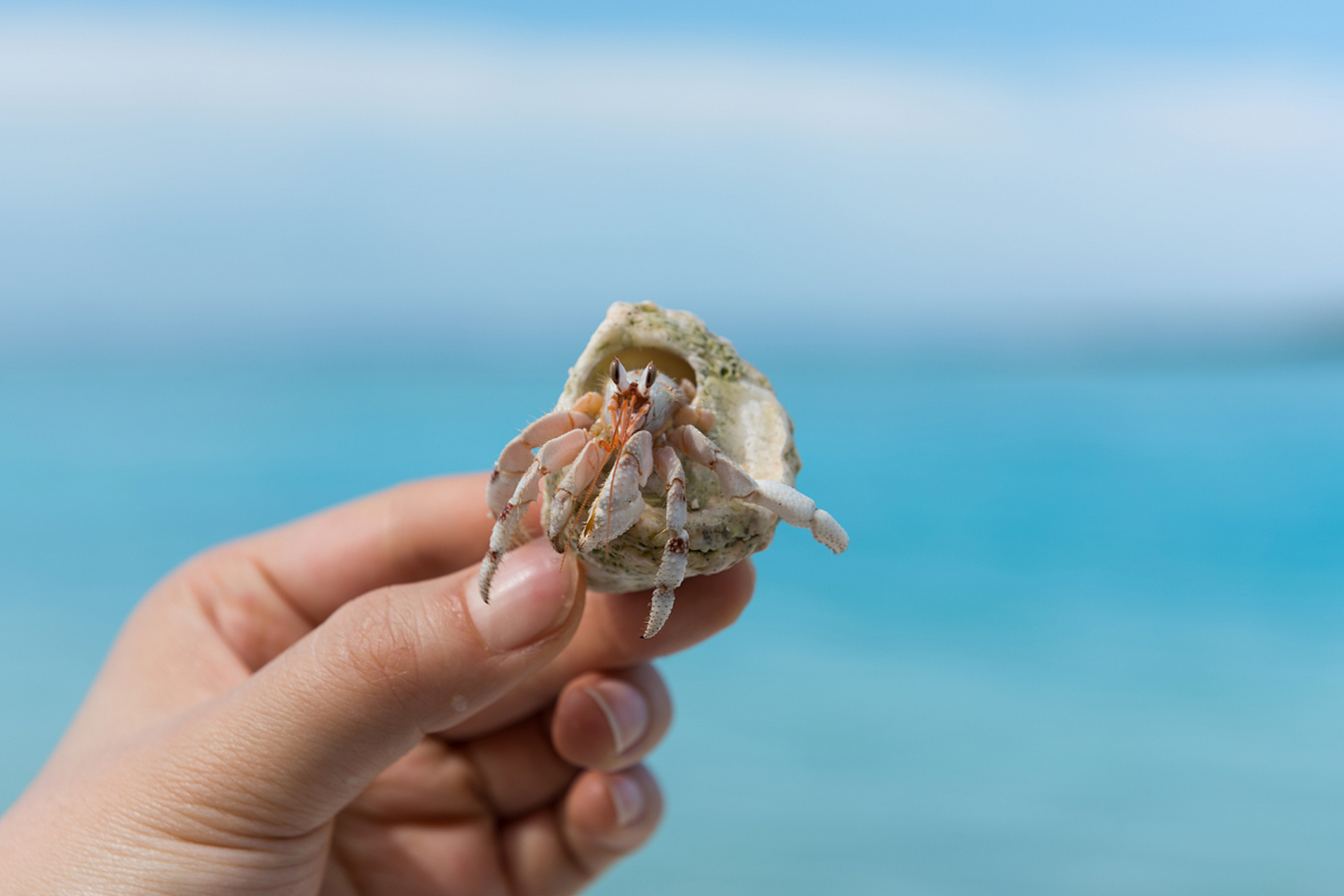 宠物寄居蟹蜕皮是一种正常的生理现象,通常3cm以上个体,蜕皮周期通常