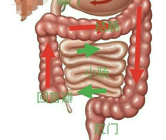 直肠炎痛的位置图图片