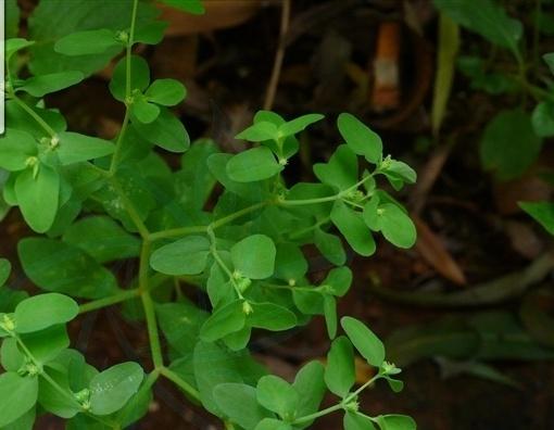 你真的了解南欧大戟吗?给大家科普一下