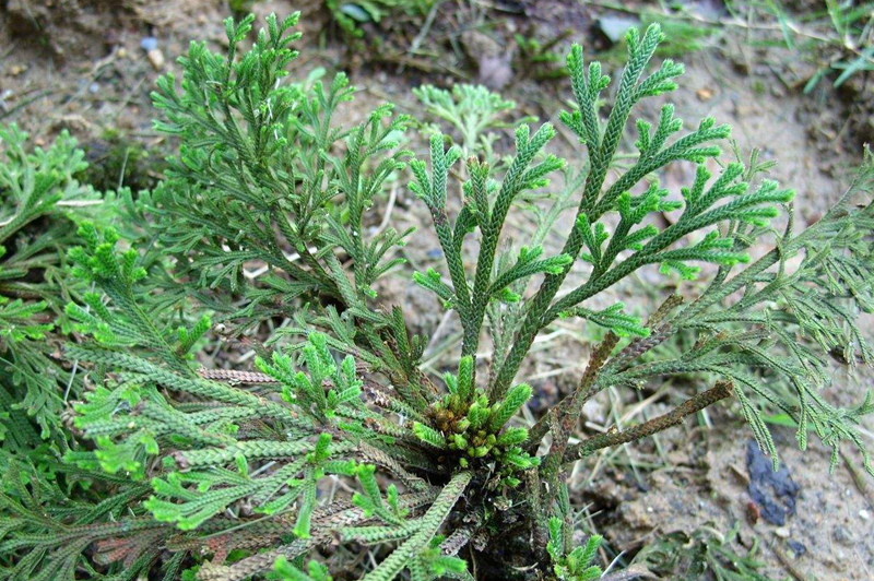 一种石头上生长的野草"躲猫猫草",价值珍贵,若您见到,别采挖