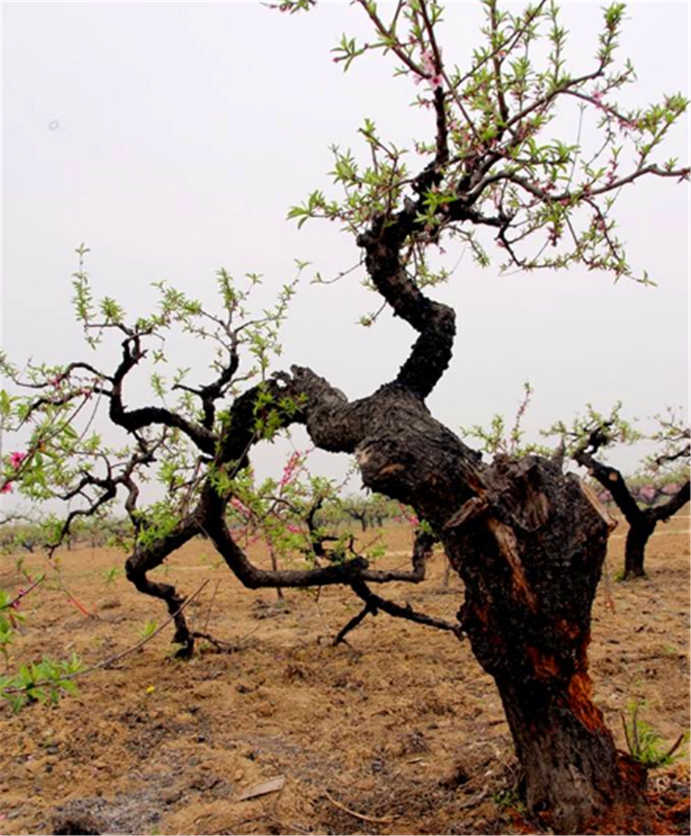 田边被农户"强推"的野桃树,50元一棵买来做盆景,比啥名树都美