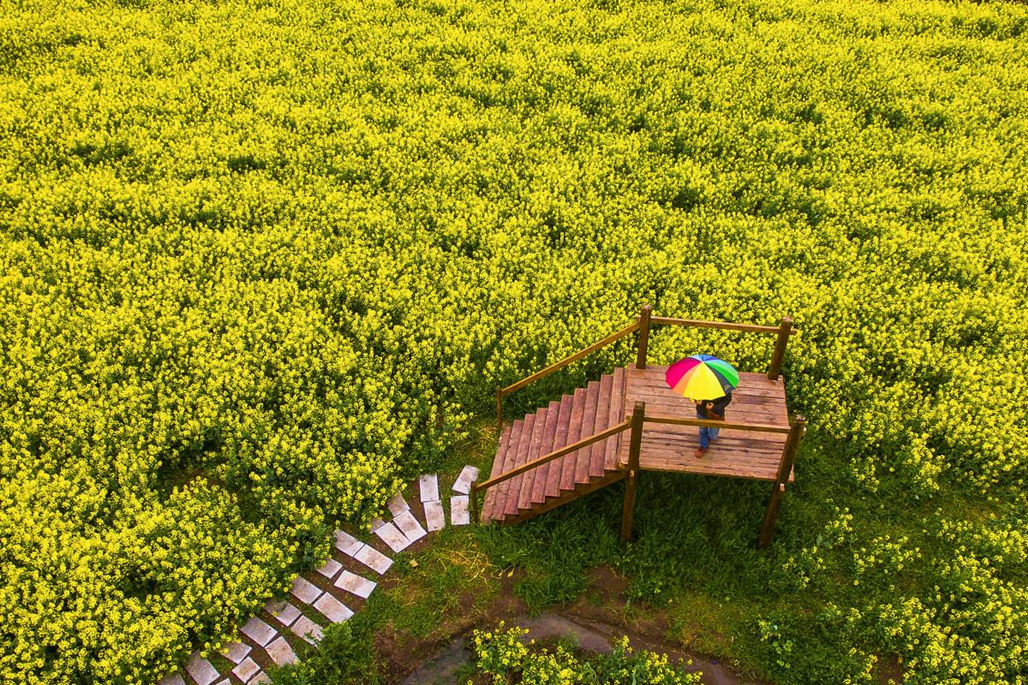 南京这几处油菜花海,不要门票交通便利,风景如画,适合踏青