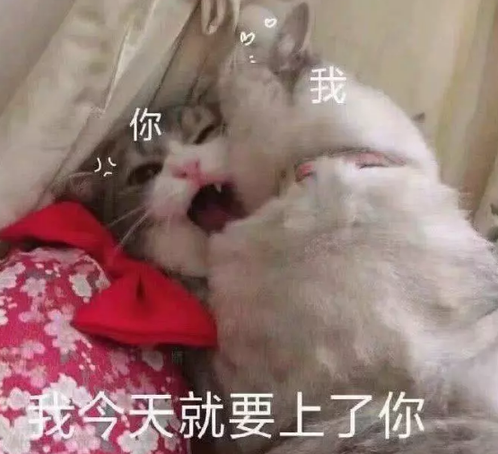 宠物表情包:"哥哥我来了快接住我""我今天就要上了你"