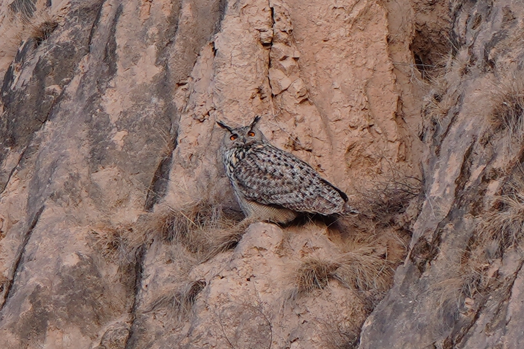恨狐,长着耳朵的猫头鹰,让我害怕了这么多年