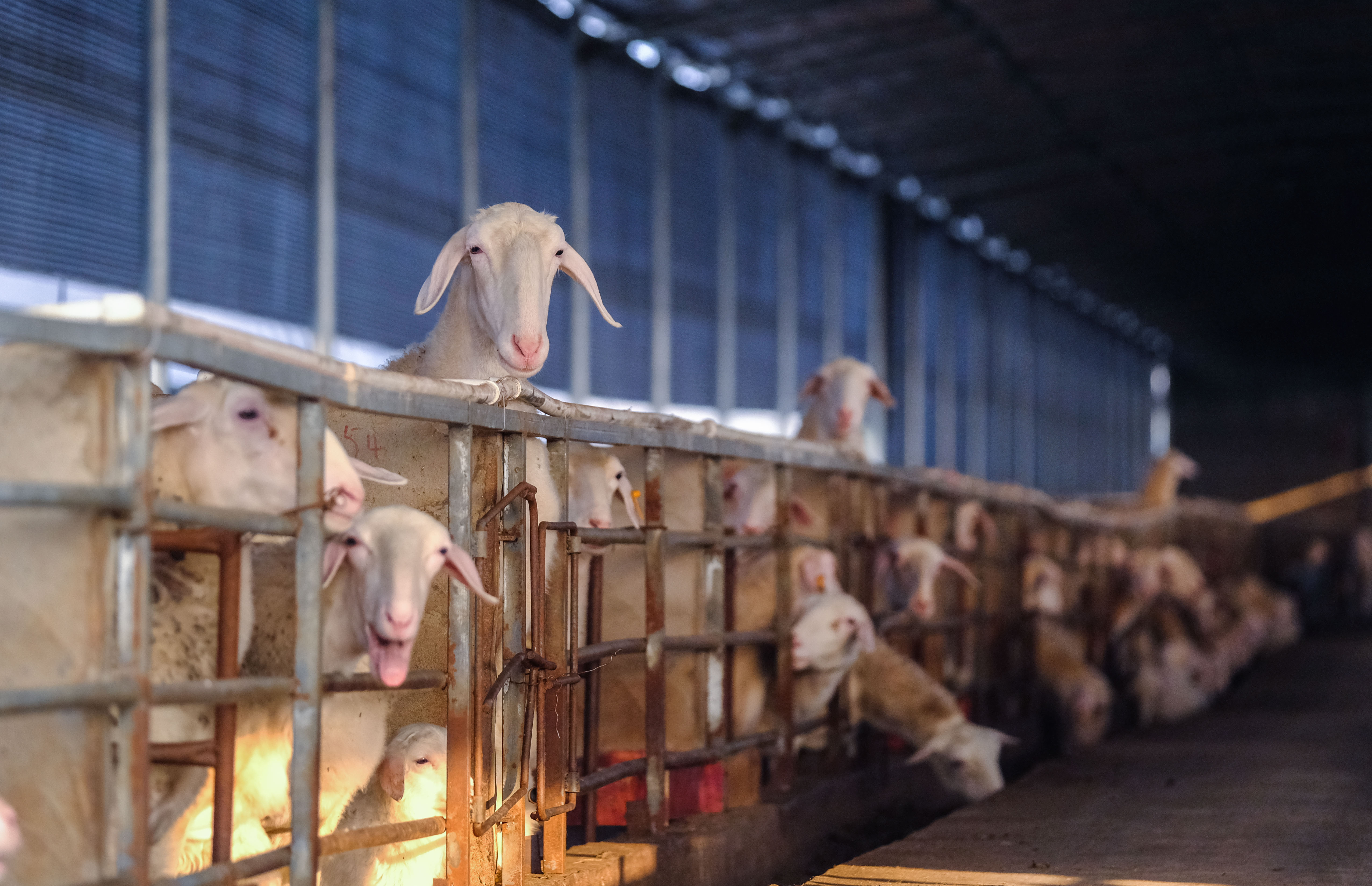 浙江长兴:湖羊产业助力扶贫帮困(3)