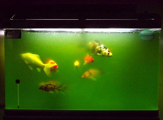 鱼缸水质变绿变黄变浑浊,别急着处理掉,这样的水还有特殊作用