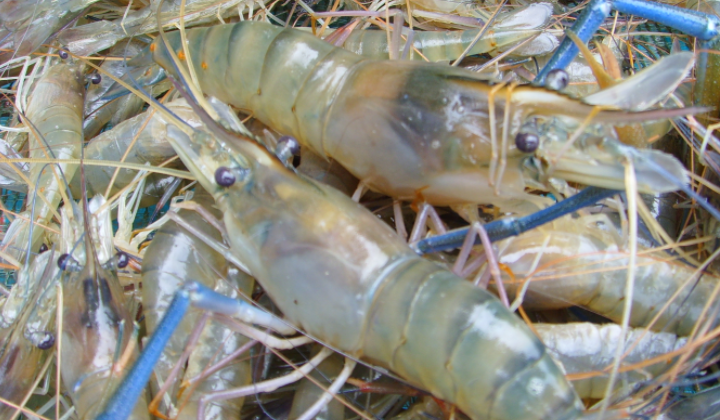 罗氏沼虾营养价值高,适合养生广受好评,养殖过程也是精细准确