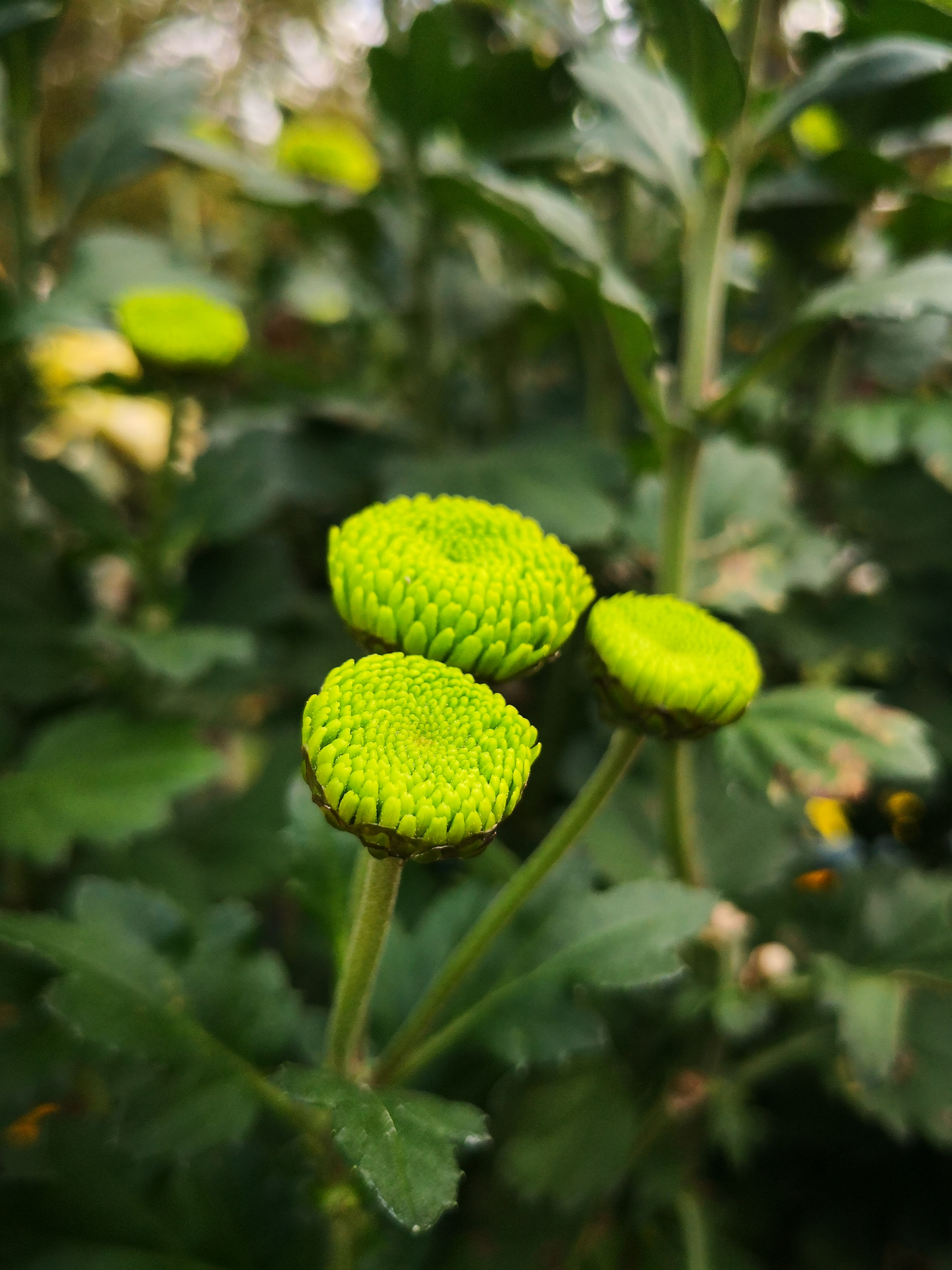 青岛中山公园菊花展第一次见到翠绿的菊花名叫绿萍