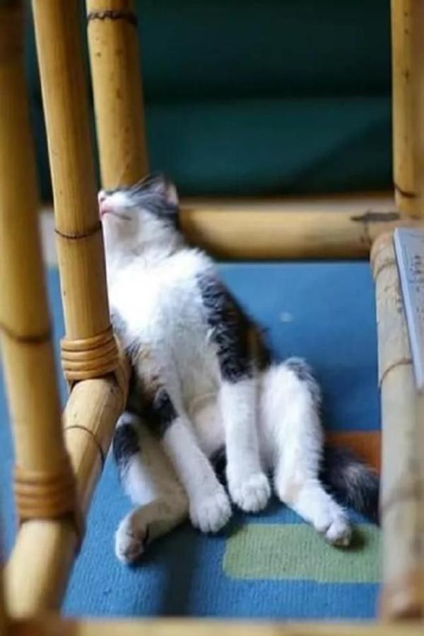 最奇葩的30种猫咪睡觉姿势大全,看看你家猫是哪种?